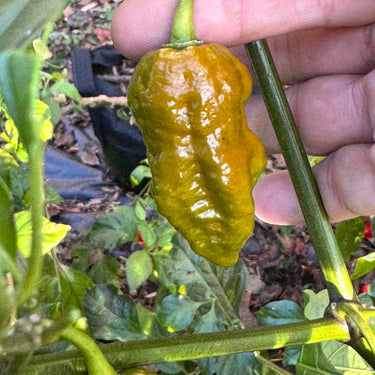 Death Spiral Mustard - Seeds - The Pepper Pantry (Formerly Marie Sharp's)